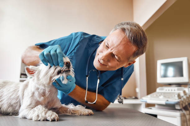 Best Urgent Dental Care for Toothaches in Bolivar Peninsula, TX